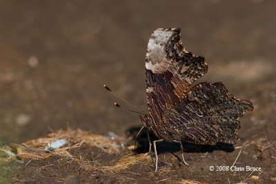 Gray Comma (Polygonia progne)