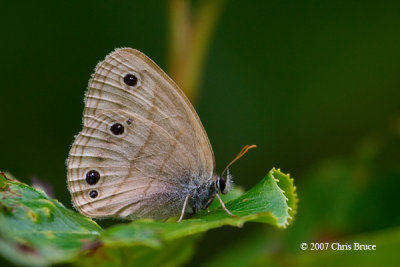 Little Wood-Satyr (Megisto cymela)