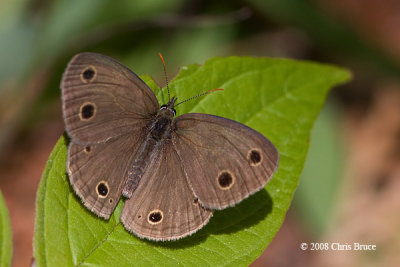 Little Wood-Satyr (Megisto cymela)