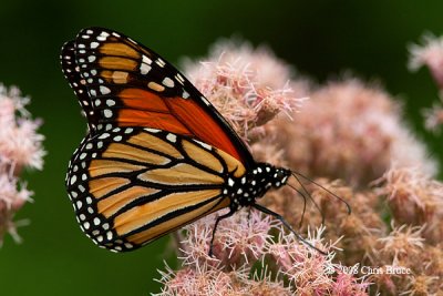 Monarch (Danaus plexippus)