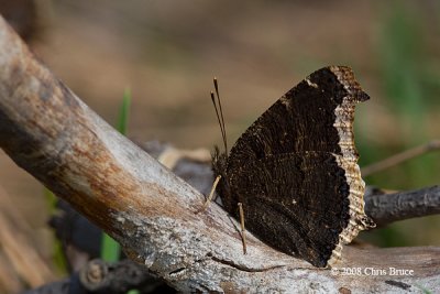 Mourning Cloak (Nymphalis antiopa)