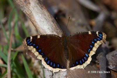 Mourning Cloak (Nymphalis antiopa)