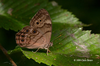 Northern Pearly Eye (Enodia anthedon)