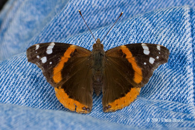 Red Admiral (Vanessa atalanta)