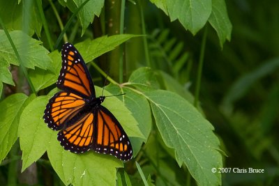 Viceroy (Limenitis archippus)