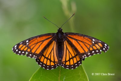 Viceroy (Limenitis archippus)