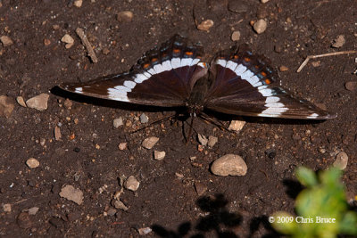 White Admiral (Limentilis arthemis)