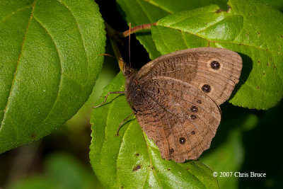 Common Wood-Nymph (Cercyonis pegala)