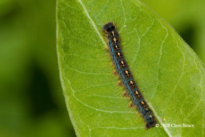 Forest Tent Caterpillar (Malacosoma disstria)