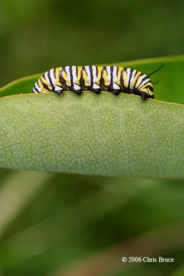 Monarch Caterpillar