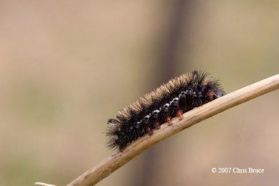 Milkweed Tiger Moth Caterpillars (Euchaetes egle)