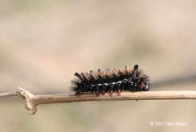 Milkweed Tiger Moth Caterpillars (Euchaetes egle)