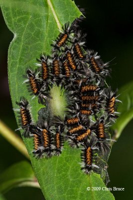 Milkweed Tiger Moth Caterpillars (Euchaetes egle)