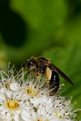 Adrenid Wasp (Andrena sp.)