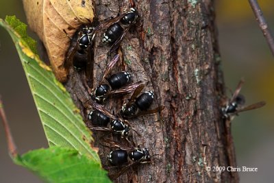 Bald-faced Hornets (Dolichovespula maculata)