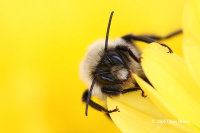 Bumblebee (Bombus sp.)