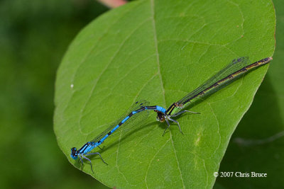 Bluets mating (Enallagma sp.)