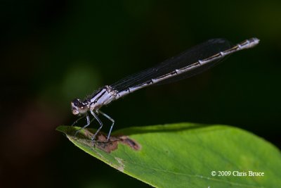 Bluet female (Enallagma sp.)