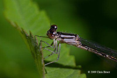 Bluet female (Enallagma sp.)