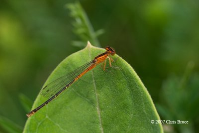 Eastern Forktail immature female (Ischnura verticalis)