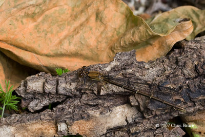 Powdered Dancer female (Argia moesta)