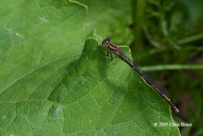 Powdered Dancer female (Argia moesta)