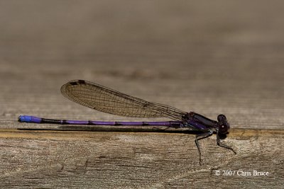 Violet Dancer male (Argia fumipennis)