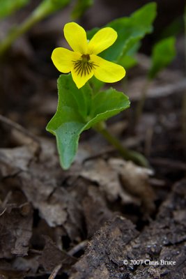 Downy Yellow Violet (Viola pubescens)