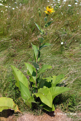 Elecampane (Inula helenium)