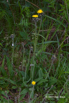 Field Hawkweed (Hieracium pratense)