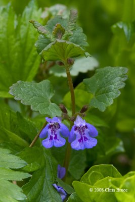 Ground Ivy (Glechoma hederacea)