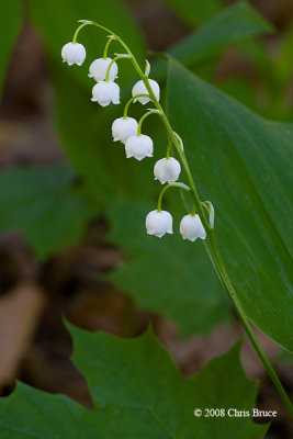 Lily-of-the-Valley (Convallaria majalis)