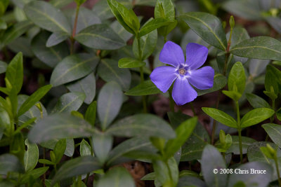 Periwinkle (<i>Vinca minor</i> - Apocynaceae)