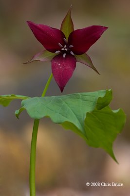 Purple Trillium (<i>Trillium erectum</i>)