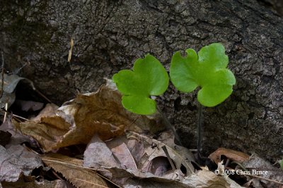 Round-lobed Hepatica leaves (Hepatica nobilis)