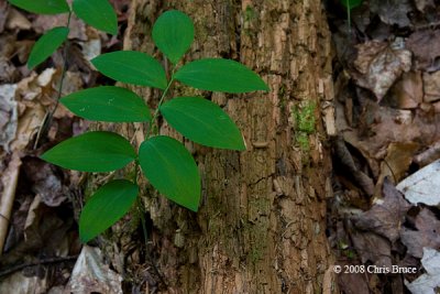 Smooth Solomons Seal (<i>Polygonatum biflorum</i>)