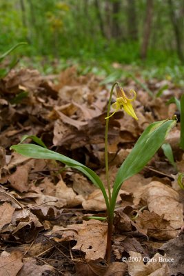 Trout Lily (Erythronium americanum)