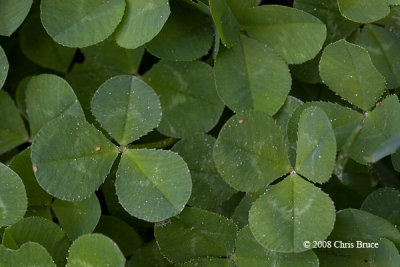 White Clover leaves (Trifolium repens)