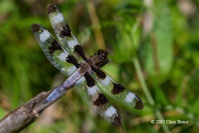 Twelve-spotted Skimmer male (Libellula pulchella)