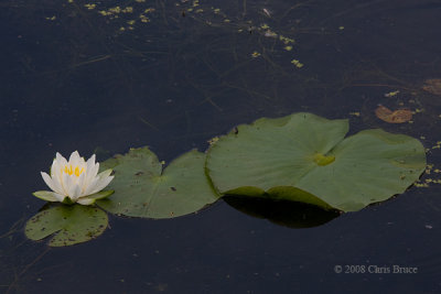 White Water-Lily (Nymphaea odorta)