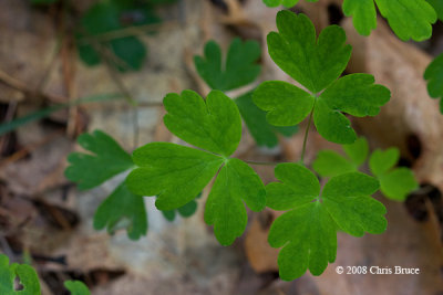 Wild Columbine leaves (Aquilegia canadensis)