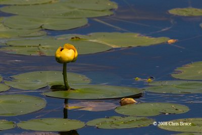 Yellow Pond-Lily (Nuphar lutea)