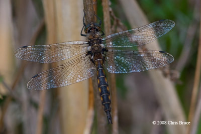 Beaverpond Baskettail (Epitheca canis)