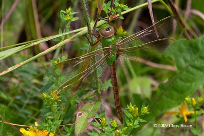 Common Green Darner (Anax junius)