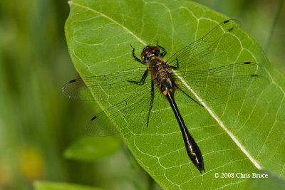 Racket-tailed Emerald (Dorocordulia libera)