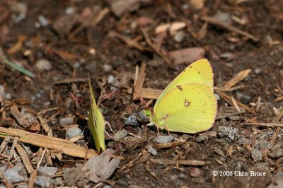 Clouded Sulphur (Colias philodice)