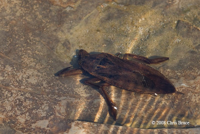 Giant Water Bug (Lethocerus americanus)
