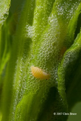 Spittlebug nymph (Cercopidae)