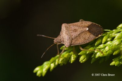 Stink Bug (Euschistus sp.)
