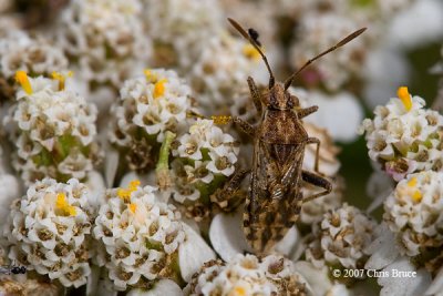 Leaf-footed Bug (Coreidae)